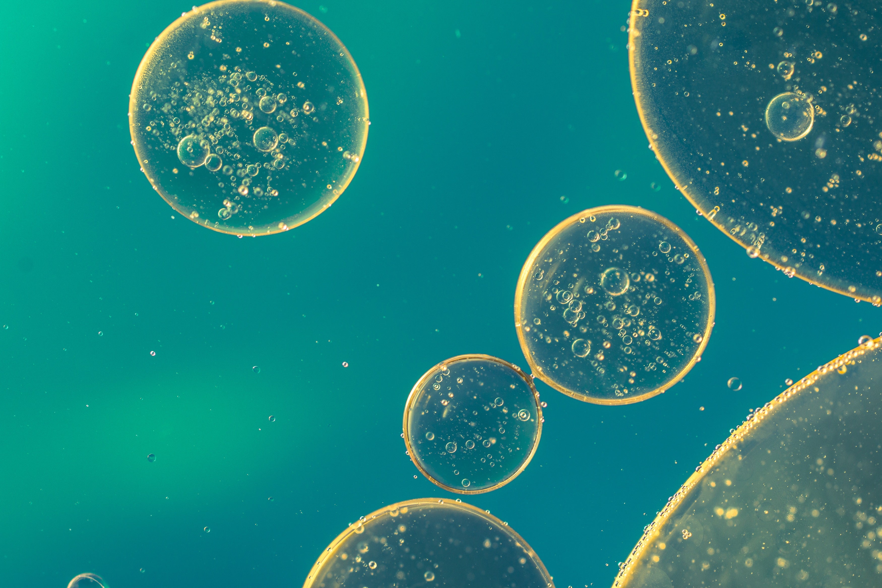 What are prebiotics and what types are there? – Matcha & CO